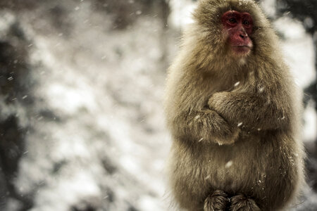 Sad Macaque Sits with Arms Crossed, Jigokudani Monkey Park, Japan photo