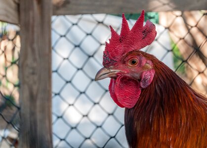 Bird agriculture domestic photo