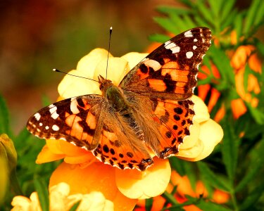 Moth summer orange photo