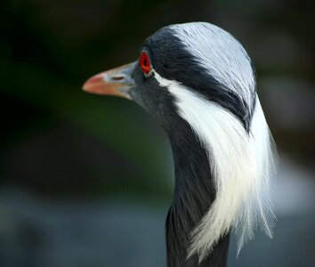 Wildlife plumage elegance
