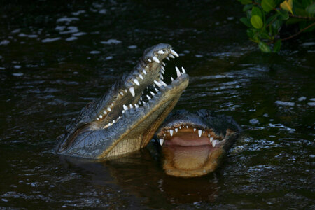 American Crocodile and American Alligator