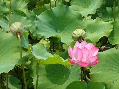 Flowers plants pink photo