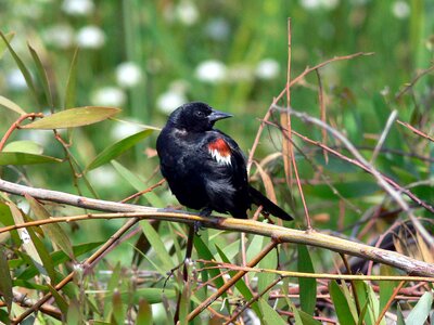 Animal bird black bird photo