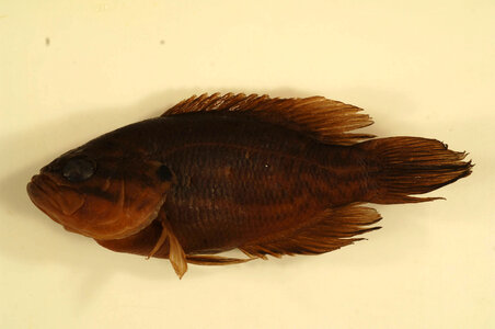Acantharchus pomotis