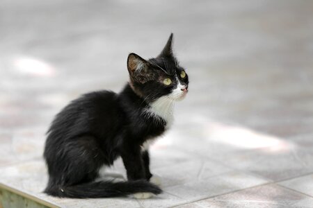 Black kitten side view photo