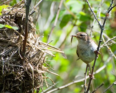 Bird Cistothorus palustris food