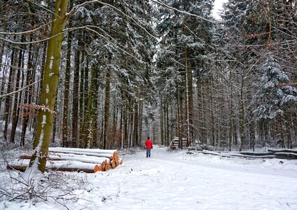 Walk trees winter way photo