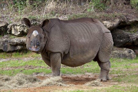 Nature animal horn