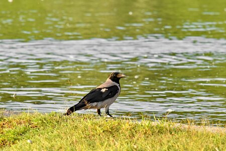 Crow riverbank wild photo