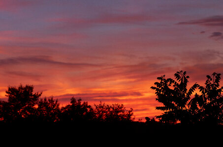 Sunset Trees Sky photo