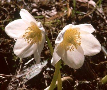 White anemone blanda christmas rose