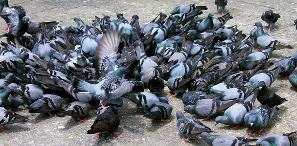 Hundreds Of Pigeons photo