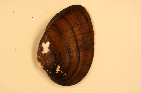 Ellipsaria lineolata (outside)-4