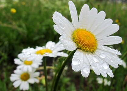 Yellow bloom rained out