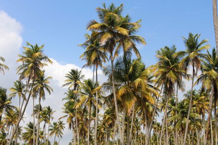 Tropical nature tree