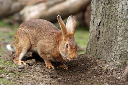 Cute brown outdoors photo