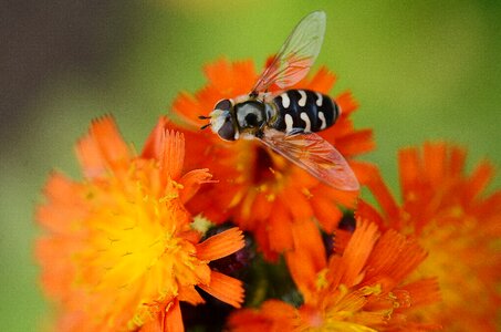 White floristry wasp