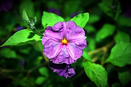 Purple bright shrub photo