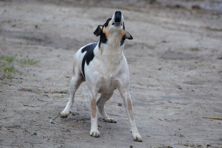 Guard dog barking jack russel