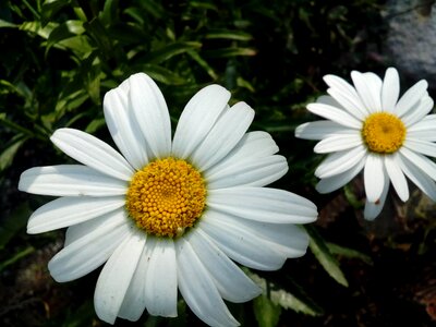 Daisies flower garden flowers