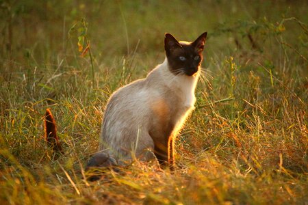 Animal cat claw photo