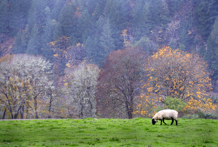 Pasture with sheep eating grass in Oregon photo