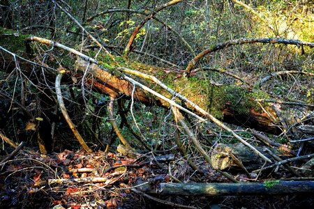 Forest storm tangle photo