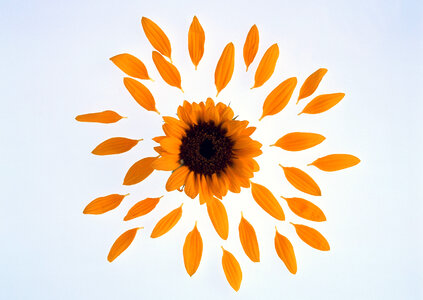 Sunflower petals photo