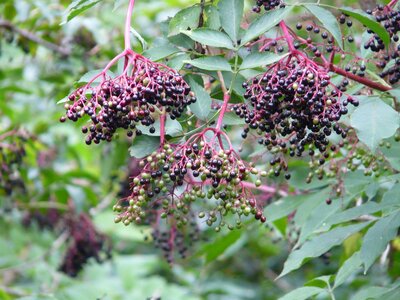 Holder bush fruits berries photo