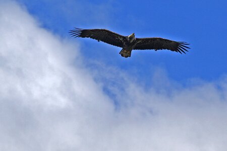 Nature animal feathered