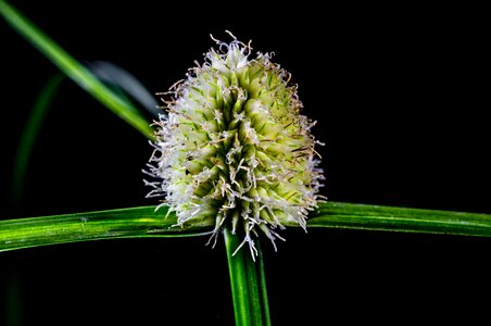 Weed blossom bloom