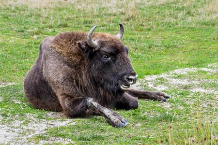 Animal bison fauna photo