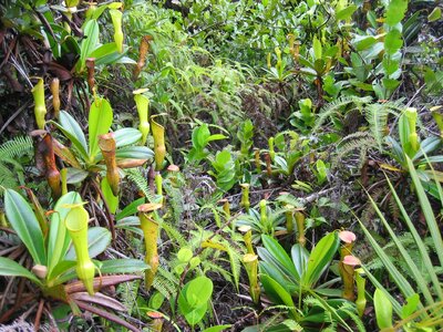Carnivore flora pitcher plant