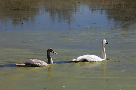 Adult female Trumpeter Swan and cygnet-1