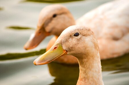 Duck face photo