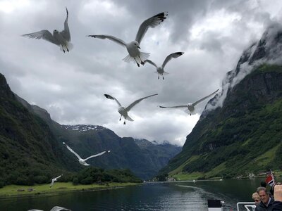 Bird Family bird watcher flying