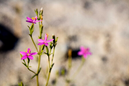 Spring-loving centaury-1