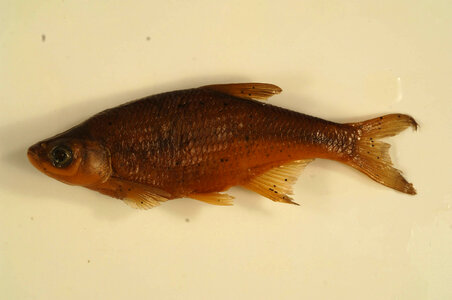 Notemigunus crysoleucas