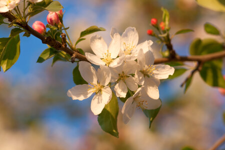 blossoming tree photo