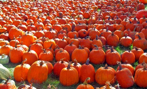 Halloween harvest holiday photo