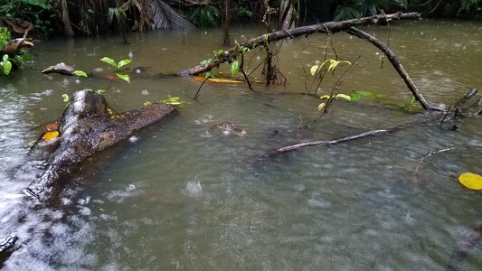 Alligator natural habitat swamp photo