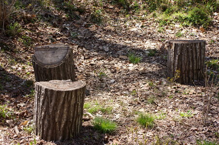 Stump of cut trees photo