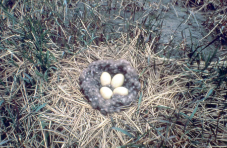 Bird Branta bernicla nest