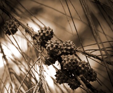 Natural botanical organic