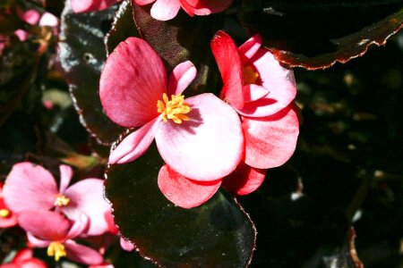 Flowers pink viola