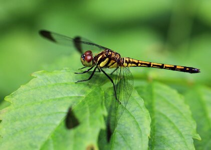 Animal arthropod beautiful photo