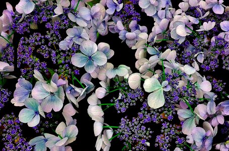 Garden purple inflorescence photo