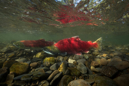  Sockeye Salmon-2