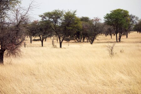 Landscape nature trees
