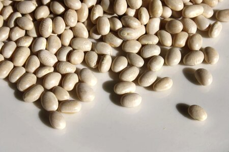 Bean vegetable health